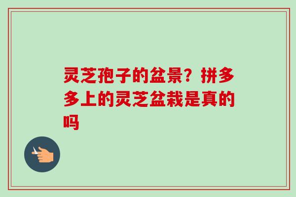 灵芝孢子的盆景？拼多多上的灵芝盆栽是真的吗