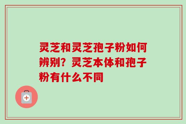 灵芝和灵芝孢子粉如何辨别？灵芝本体和孢子粉有什么不同