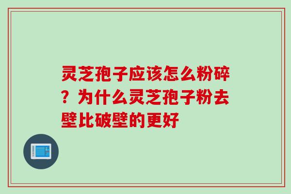 灵芝孢子应该怎么粉碎？为什么灵芝孢子粉去壁比破壁的更好