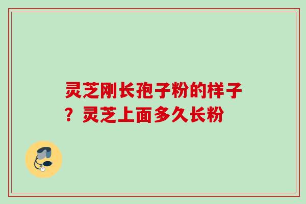 灵芝刚长孢子粉的样子？灵芝上面多久长粉