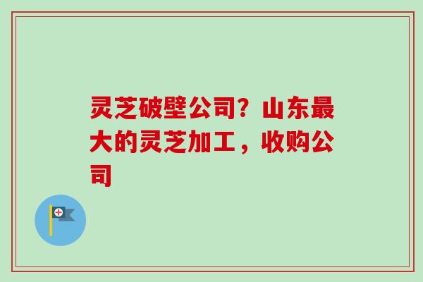 灵芝破壁公司？山东最大的灵芝加工，收购公司