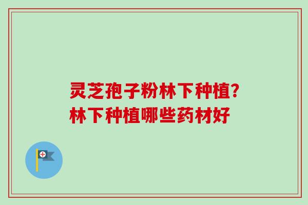 灵芝孢子粉林下种植？林下种植哪些药材好
