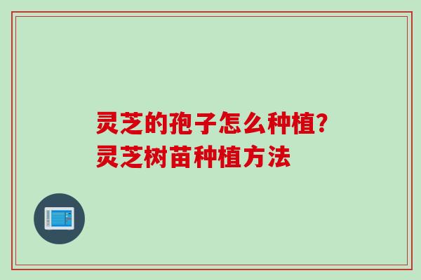 灵芝的孢子怎么种植？灵芝树苗种植方法