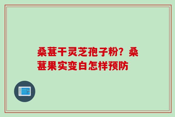 桑葚干灵芝孢子粉？桑葚果实变白怎样预防
