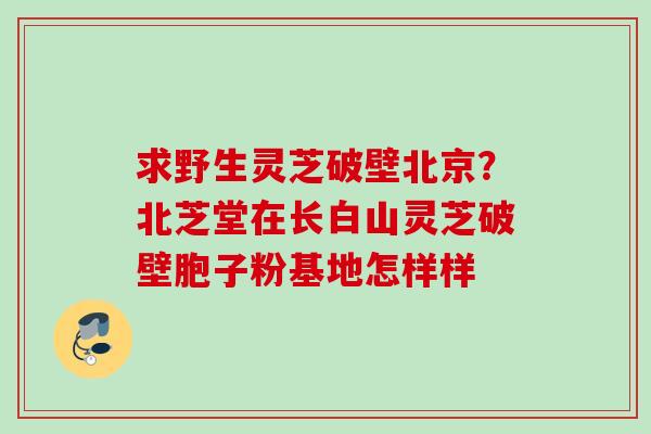 求野生灵芝破壁北京？北芝堂在长白山灵芝破壁胞子粉基地怎样样