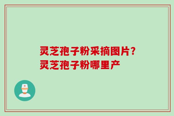 灵芝孢子粉采摘图片？灵芝孢子粉哪里产