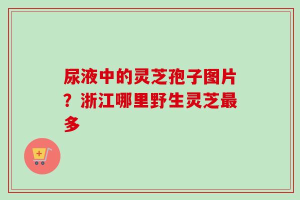 尿液中的灵芝孢子图片?浙江哪里野生灵芝多 尿液中的灵芝孢子图片?浙江哪里野生灵芝多
