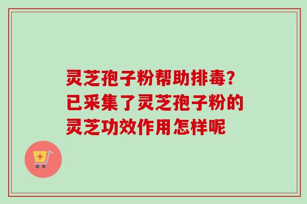 灵芝孢子粉帮助？已采集了灵芝孢子粉的灵芝功效作用怎样呢