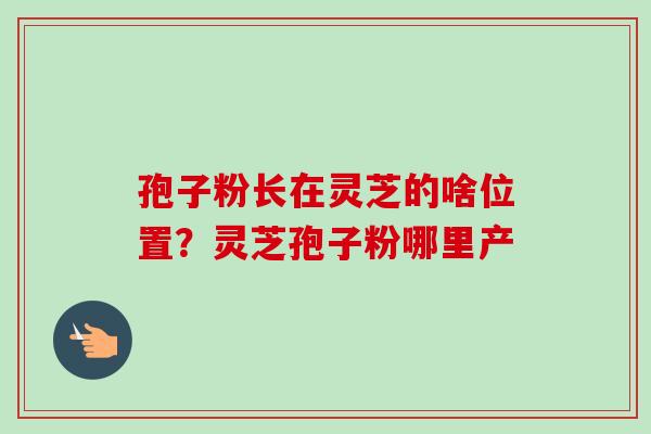 孢子粉长在灵芝的啥位置?灵芝孢子粉哪里产 孢子粉长在灵芝的啥位置?灵芝孢子粉哪里产