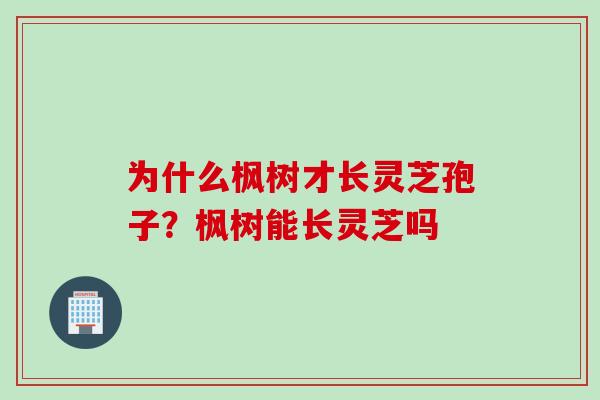 为什么枫树才长灵芝孢子？枫树能长灵芝吗