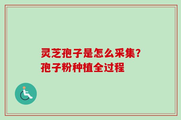 灵芝孢子是怎么采集？孢子粉种植全过程