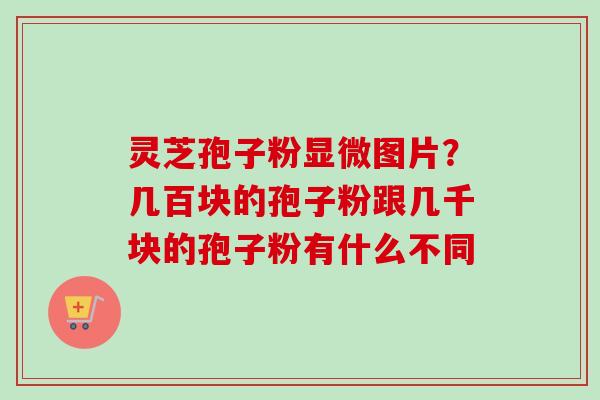 灵芝孢子粉显微图片？几百块的孢子粉跟几千块的孢子粉有什么不同