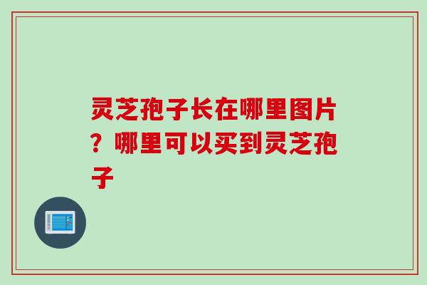 灵芝孢子长在哪里图片？哪里可以买到灵芝孢子