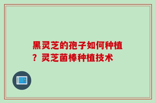 黑灵芝的孢子如何种植？灵芝菌棒种植技术
