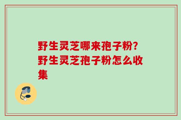 野生灵芝哪来孢子粉？野生灵芝孢子粉怎么收集