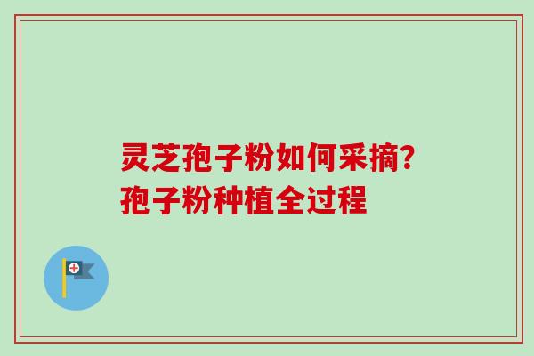 灵芝孢子粉如何采摘？孢子粉种植全过程