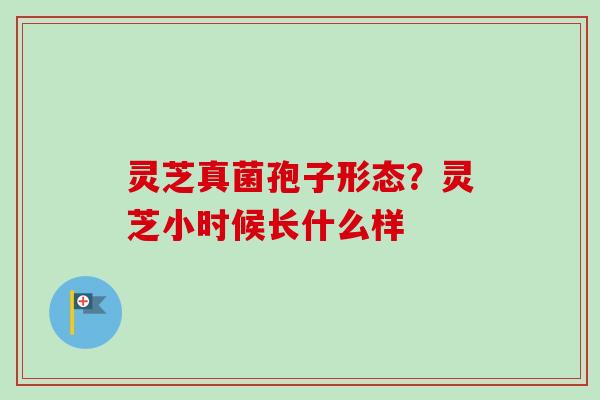 灵芝真菌孢子形态？灵芝小时候长什么样