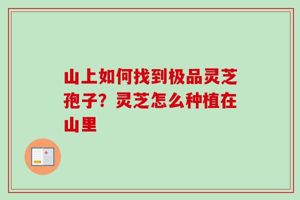 山上如何找到极品灵芝孢子？灵芝怎么种植在山里