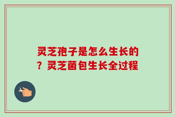 灵芝孢子是怎么生长的？灵芝菌包生长全过程