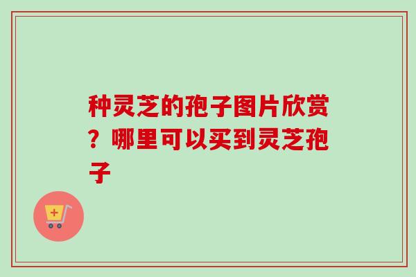 种灵芝的孢子图片欣赏？哪里可以买到灵芝孢子
