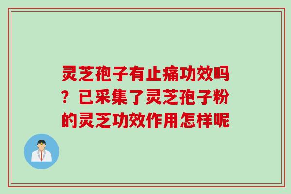 灵芝孢子有止痛功效吗？已采集了灵芝孢子粉的灵芝功效作用怎样呢