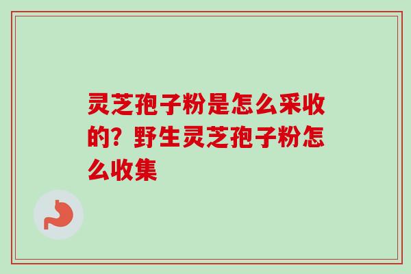 灵芝孢子粉是怎么采收的？野生灵芝孢子粉怎么收集