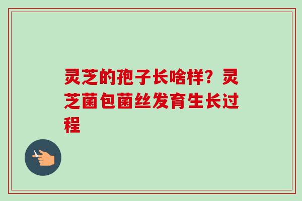 灵芝的孢子长啥样？灵芝菌包菌丝发育生长过程