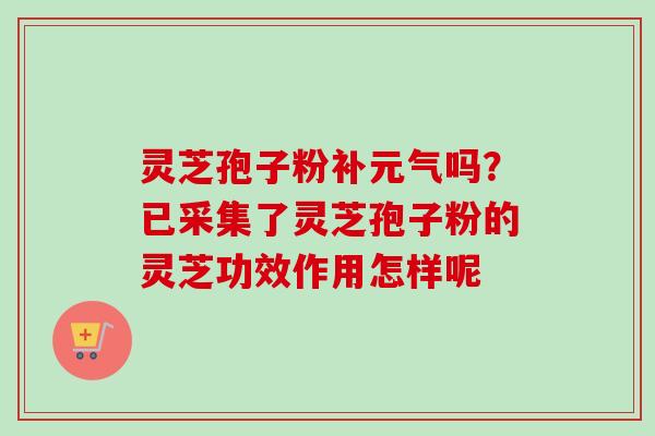 灵芝孢子粉补元气吗？已采集了灵芝孢子粉的灵芝功效作用怎样呢