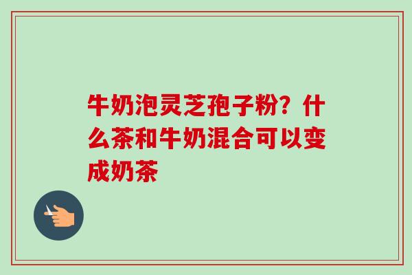 牛奶泡灵芝孢子粉？什么茶和牛奶混合可以变成奶茶