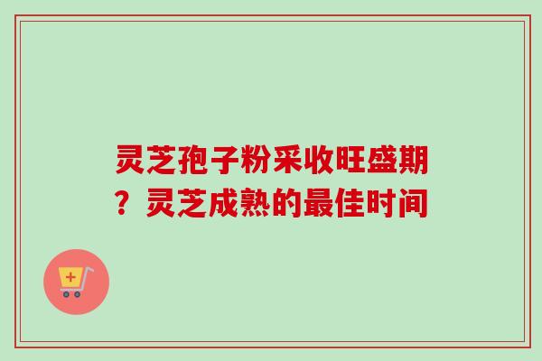 灵芝孢子粉采收旺盛期？灵芝成熟的最佳时间
