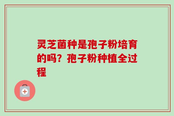 灵芝菌种是孢子粉培育的吗？孢子粉种植全过程