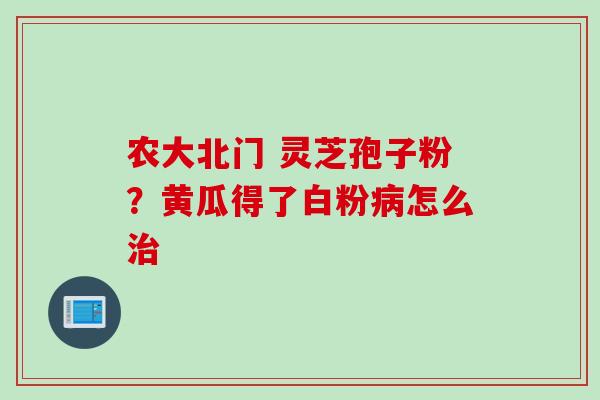 农大北门 灵芝孢子粉？黄瓜得了白粉病怎么治