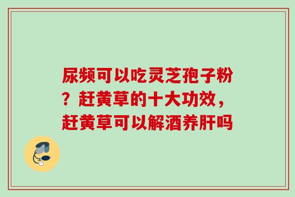 尿频可以吃灵芝孢子粉？赶黄草的十大功效，赶黄草可以解酒养肝吗