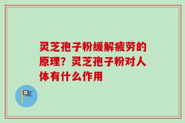 灵芝孢子粉缓解疲劳的原理？灵芝孢子粉对人体有什么作用