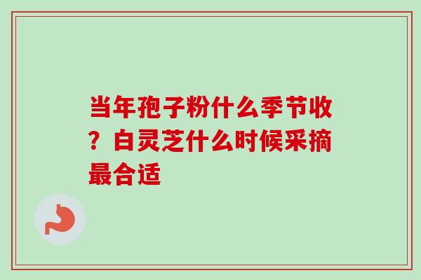 当年孢子粉什么季节收？白灵芝什么时候采摘最合适