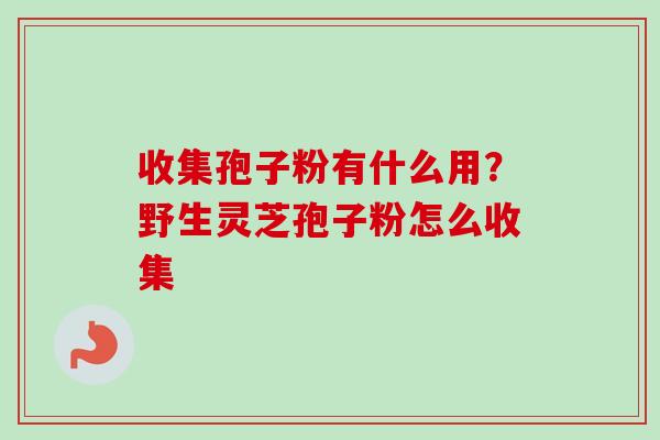 收集孢子粉有什么用？野生灵芝孢子粉怎么收集