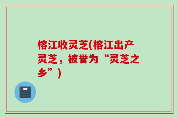 榕江收灵芝(榕江出产灵芝，被誉为“灵芝之乡”)
