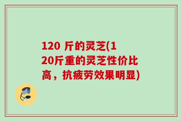 120 斤的灵芝(120斤重的灵芝性价比高，抗疲劳效果明显)