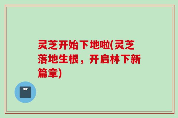 灵芝开始下地啦(灵芝落地生根，开启林下新篇章)