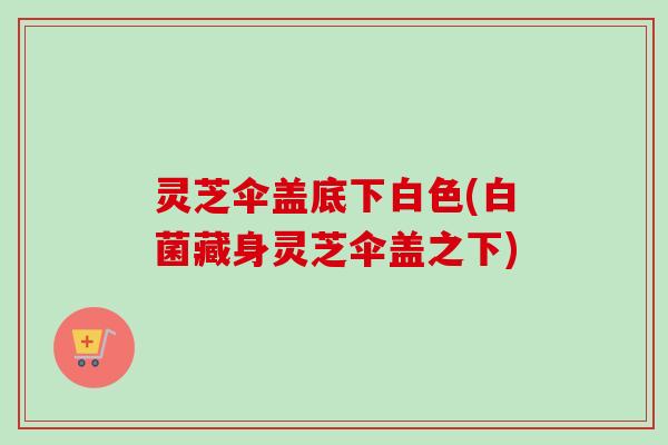 灵芝伞盖底下白色(白菌藏身灵芝伞盖之下) 灵芝伞盖底下白色(白菌藏身灵芝伞盖之下)