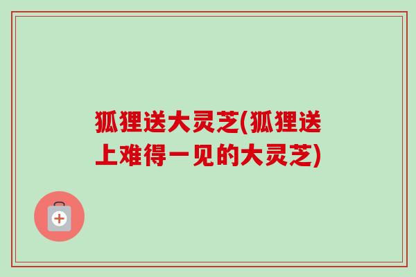 狐狸送大灵芝(狐狸送上难得一见的大灵芝) 狐狸送大灵芝(狐狸送上难得一见的大灵芝)