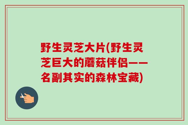 野生灵芝大片(野生灵芝巨大的蘑菇伴侣——名副其实的森林宝藏)