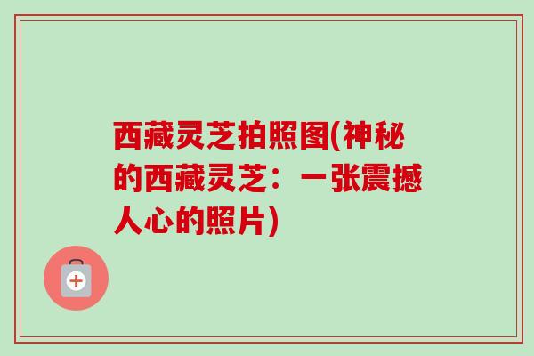西藏灵芝拍照图(神秘的西藏灵芝：一张震撼人心的照片)