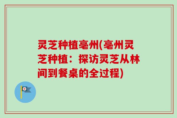 灵芝种植亳州(亳州灵芝种植：探访灵芝从林间到餐桌的全过程)