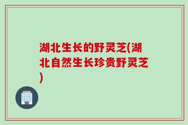湖北生长的野灵芝(湖北自然生长珍贵野灵芝)