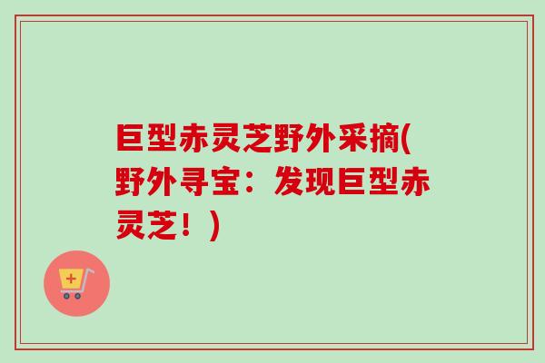 巨型赤灵芝野外采摘(野外寻宝：发现巨型赤灵芝！)