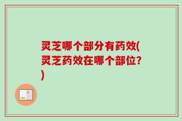 灵芝哪个部分有(灵芝在哪个部位?) 灵芝哪个部分有(灵芝在哪个部位?)