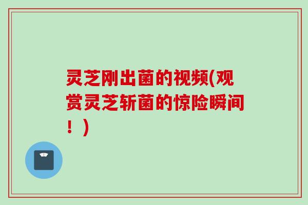 灵芝刚出菌的视频(观赏灵芝斩菌的惊险瞬间！)