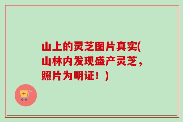 山上的灵芝图片真实(山林内发现盛产灵芝，照片为明证！)