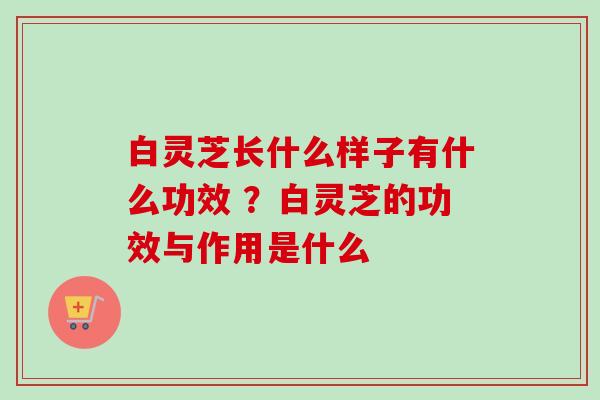 白灵芝长什么样子有什么功效 ？白灵芝的功效与作用是什么